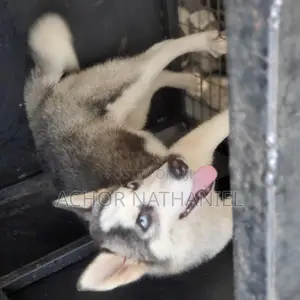 3-6 months Male Purebred Siberian Husky