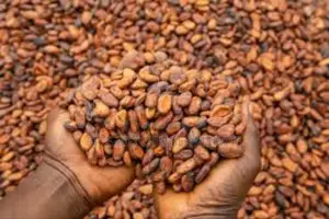 Cocoa Graded [ Grade Aaaa]