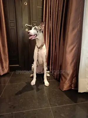 1+ year Female Purebred Great Dane