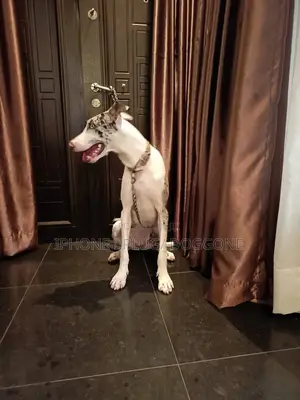 1+ year Female Purebred Great Dane