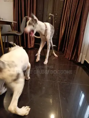 1+ year Female Purebred Great Dane