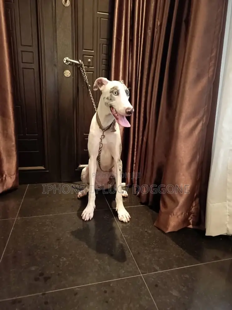 1+ year Female Purebred Great Dane