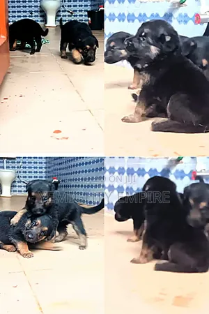 1-3 months Male Purebred German Shepherd
