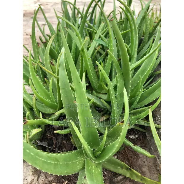 aloe ferox vs aloe vera Cape Aloe main image 0