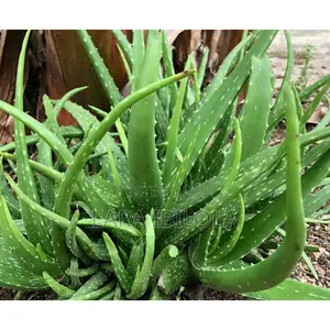 Matured Organic Aloe Vera Plant