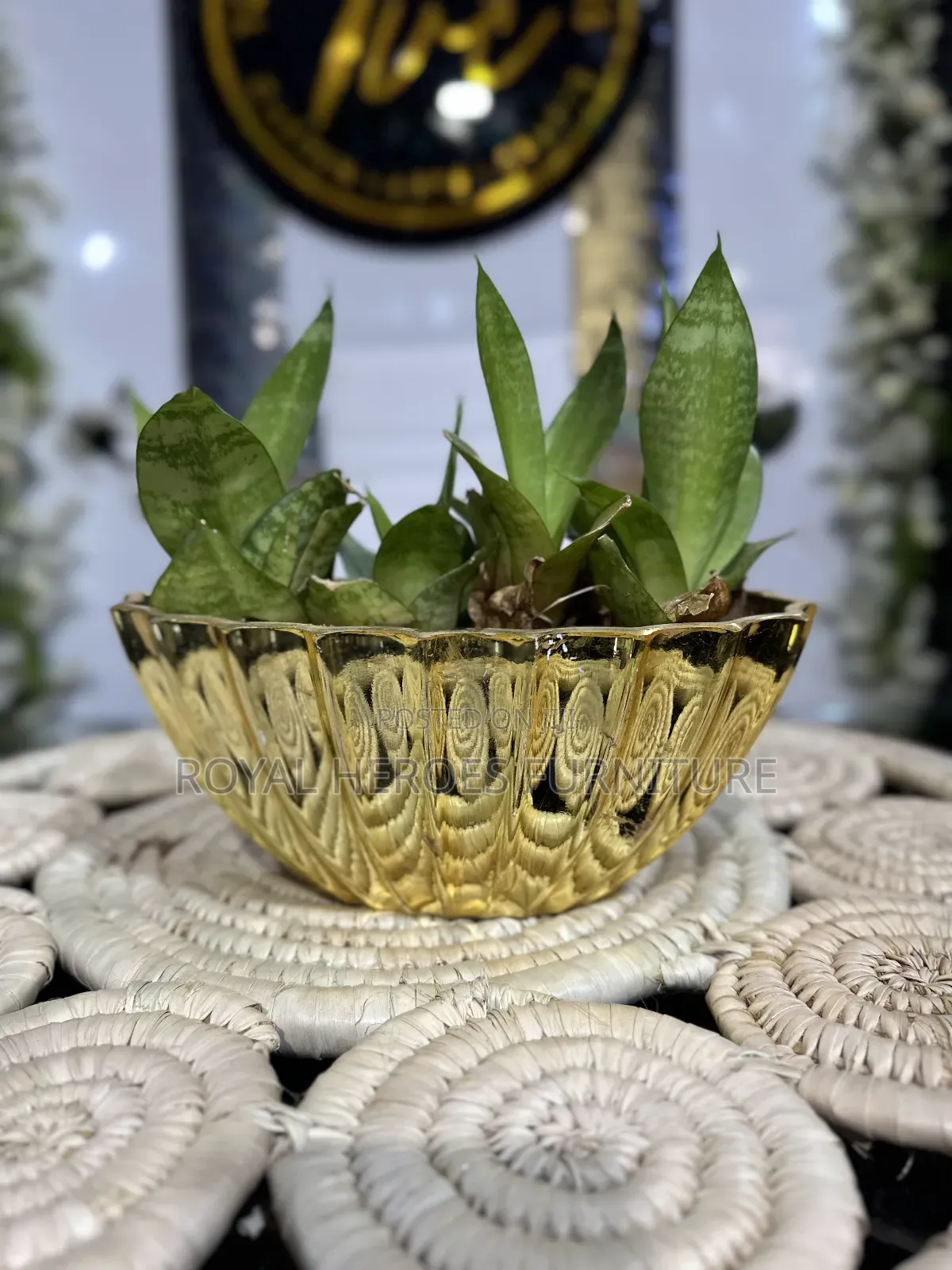 Golden Potted Sansevieria Plant