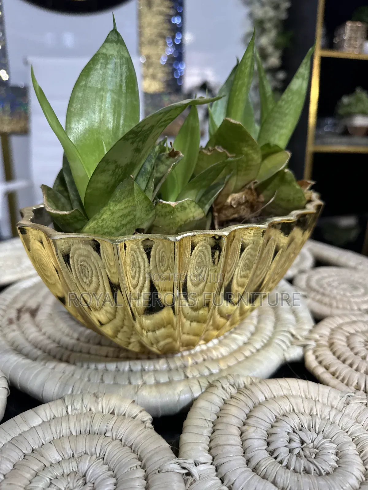 Golden Potted Sansevieria Plant