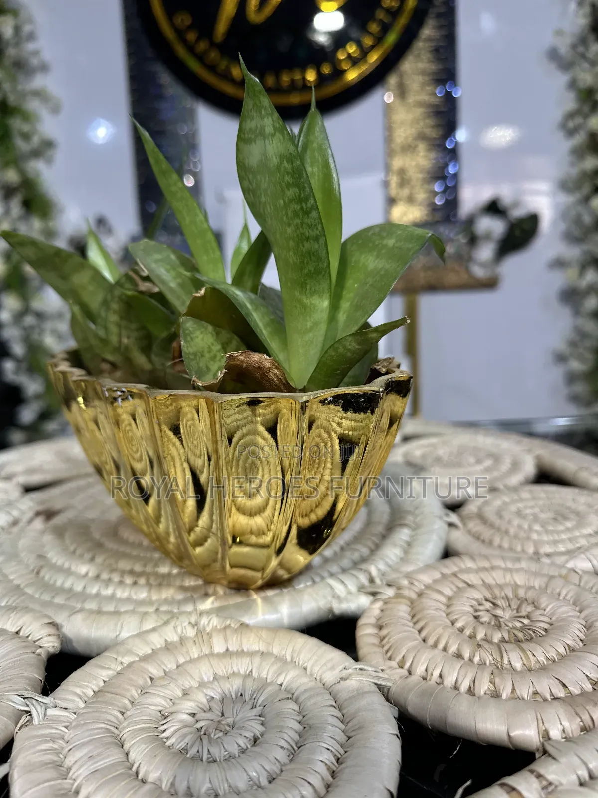 Golden Potted Sansevieria Plant