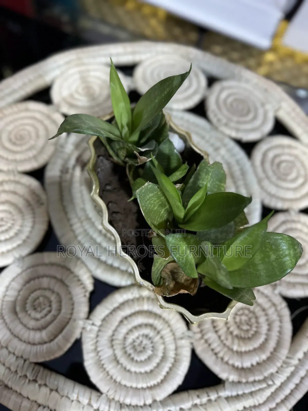 Golden Potted Sansevieria Plant