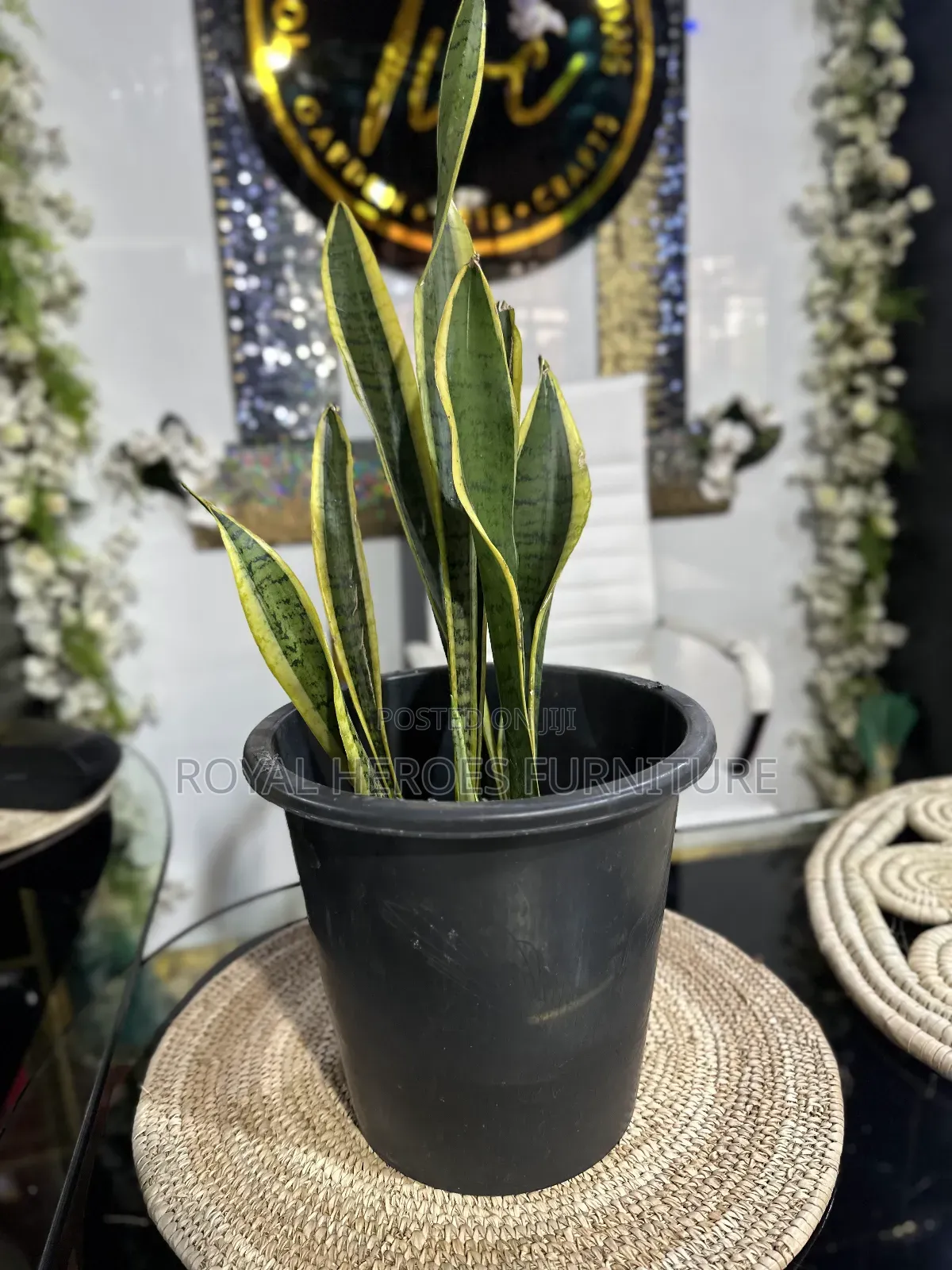 Potted Sansevieria Plant