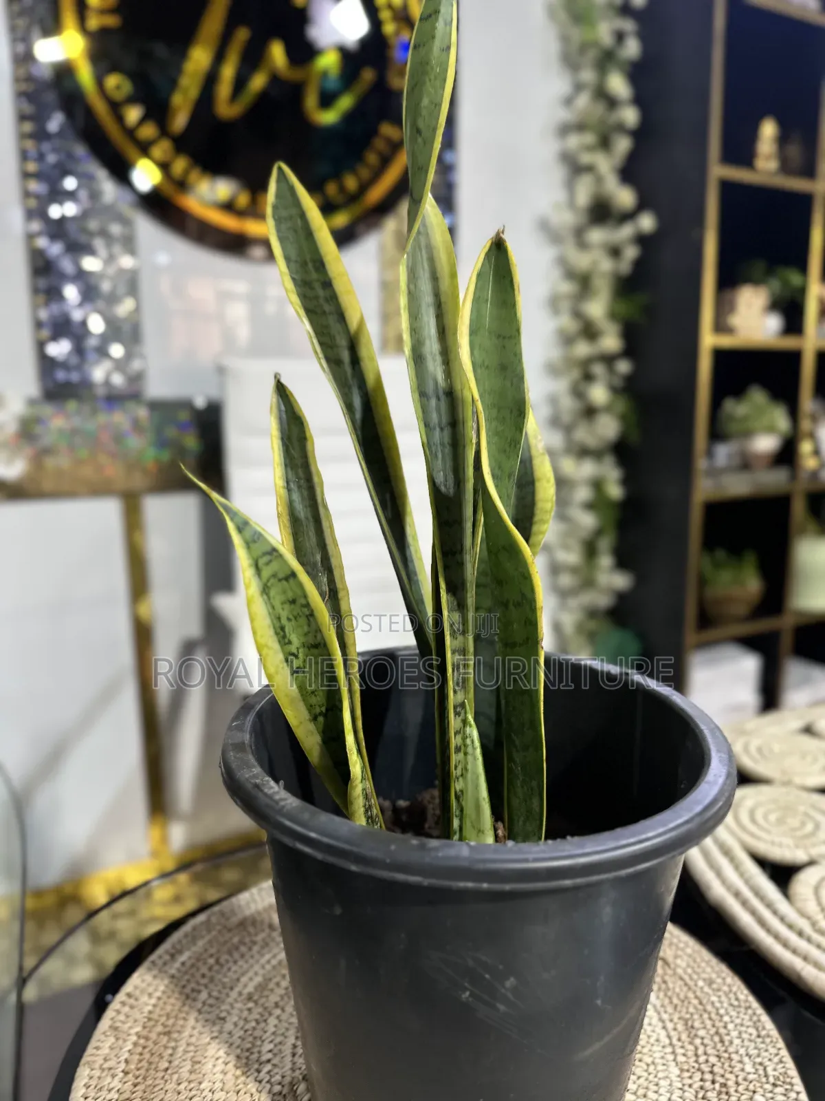 Potted Sansevieria Plant