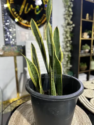 Potted Sansevieria Plant