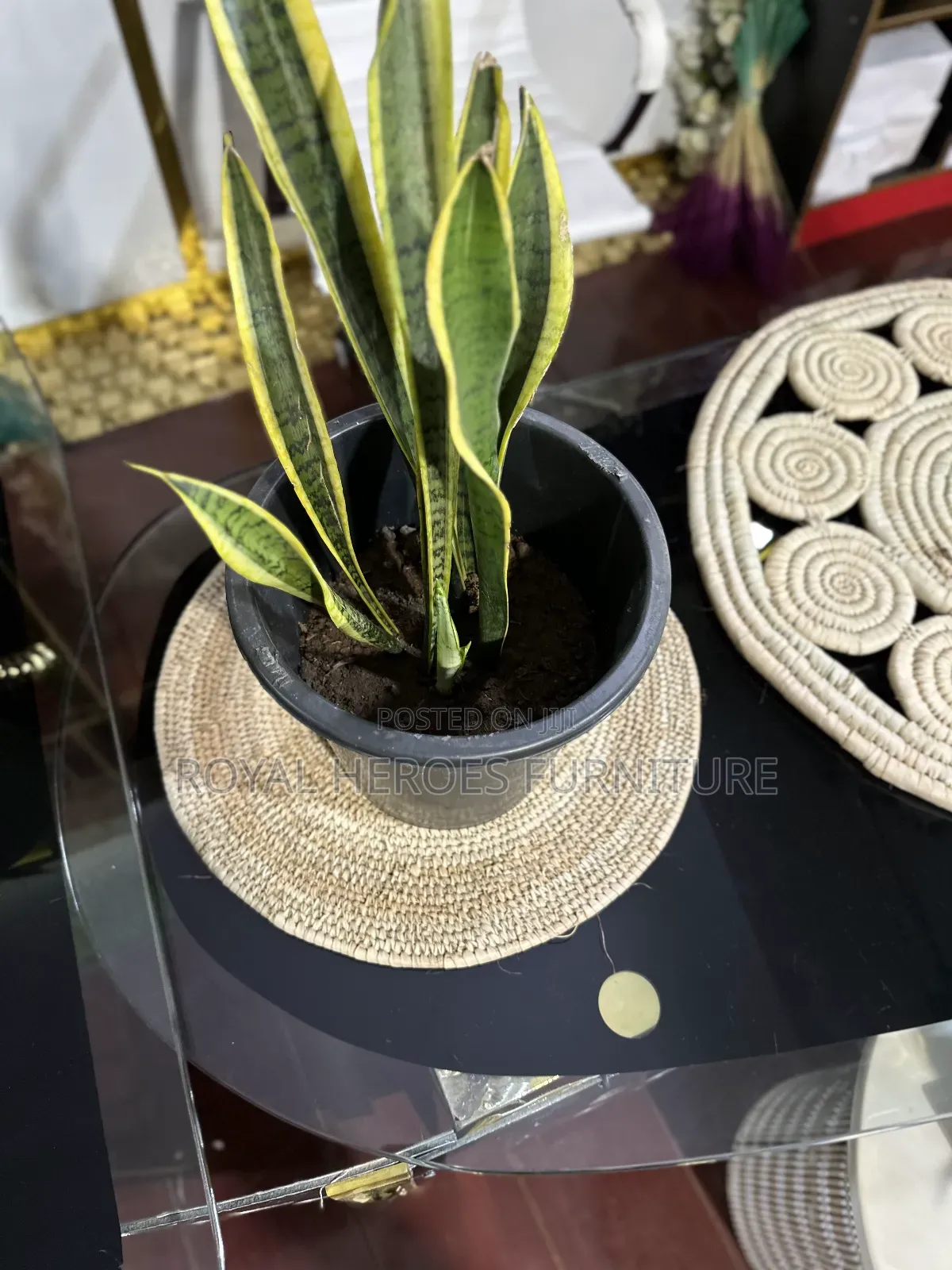 Potted Sansevieria Plant