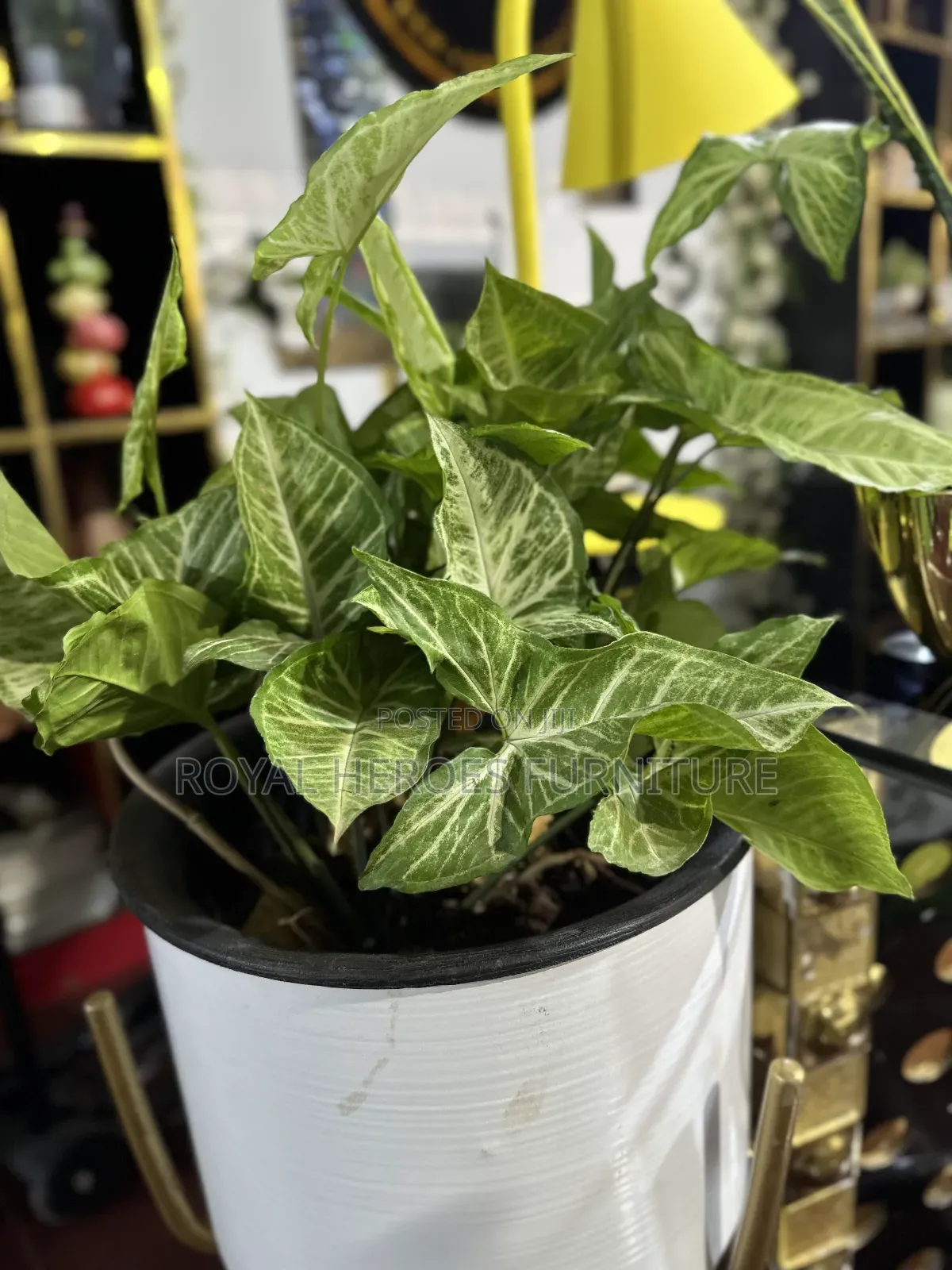 Potted Golden Pothos Plant