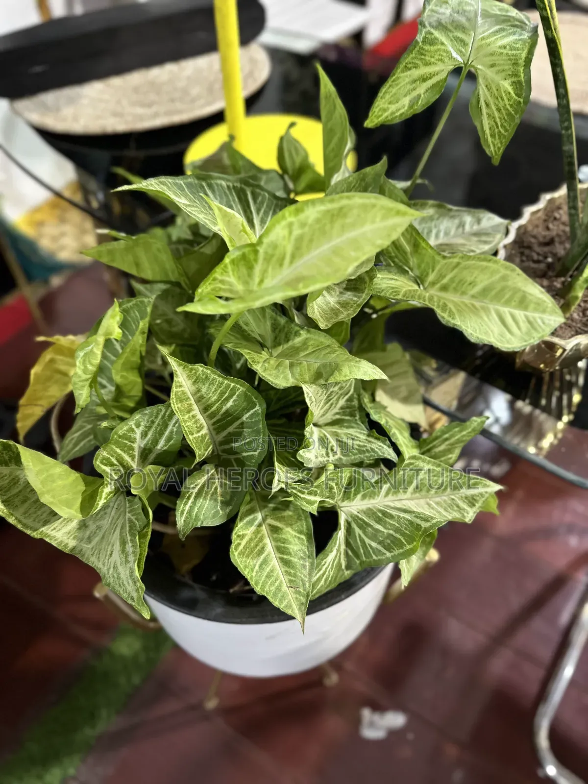 Potted Golden Pothos Plant