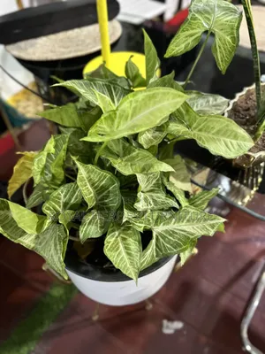 Potted Golden Pothos Plant