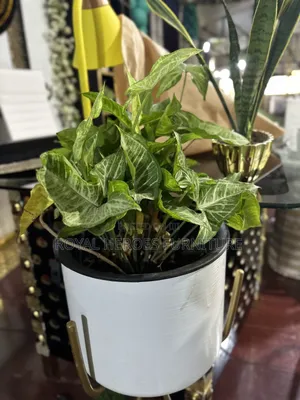 Potted Golden Pothos Plant