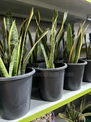 Potted Sansevieria