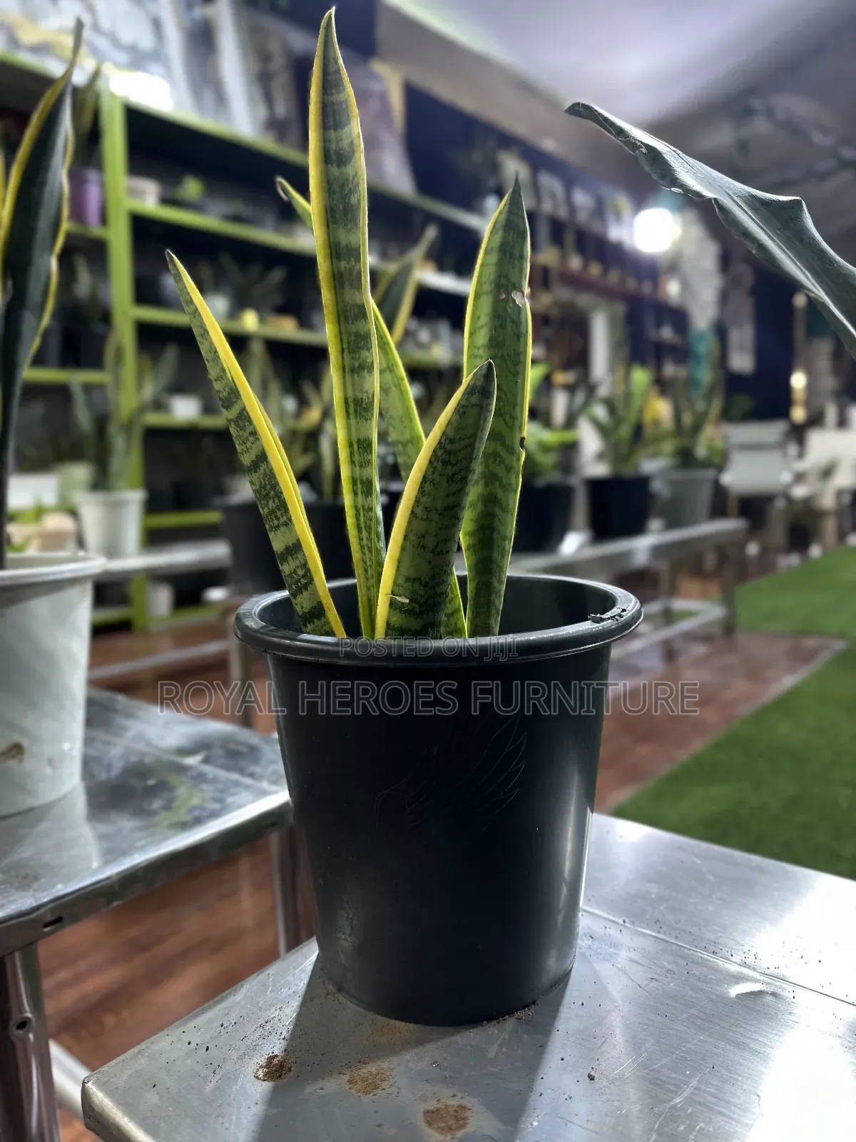 Potted Sansevieria