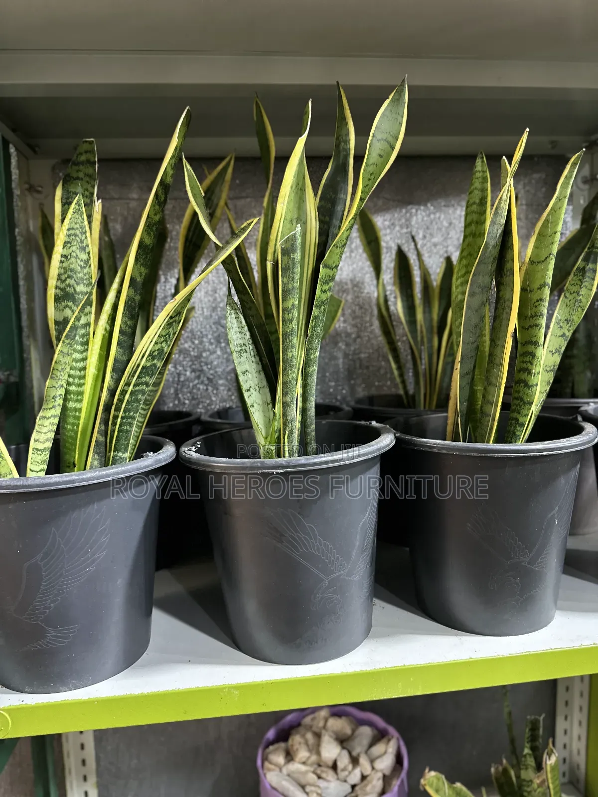 Potted Sansevieria