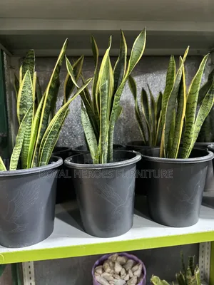 Potted Sansevieria