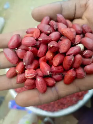 Fresh Groundnut for Sale | Clean Quality Supply