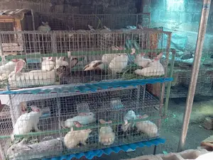 Rabbits Weaners