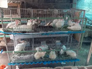 Rabbits Weaners