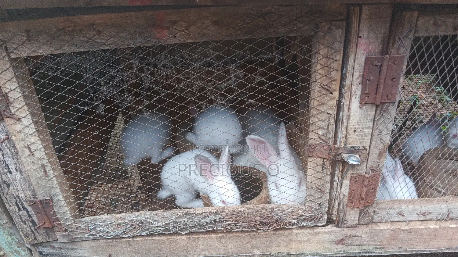Rabbits Weaners
