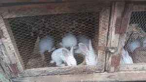 Rabbits Weaners