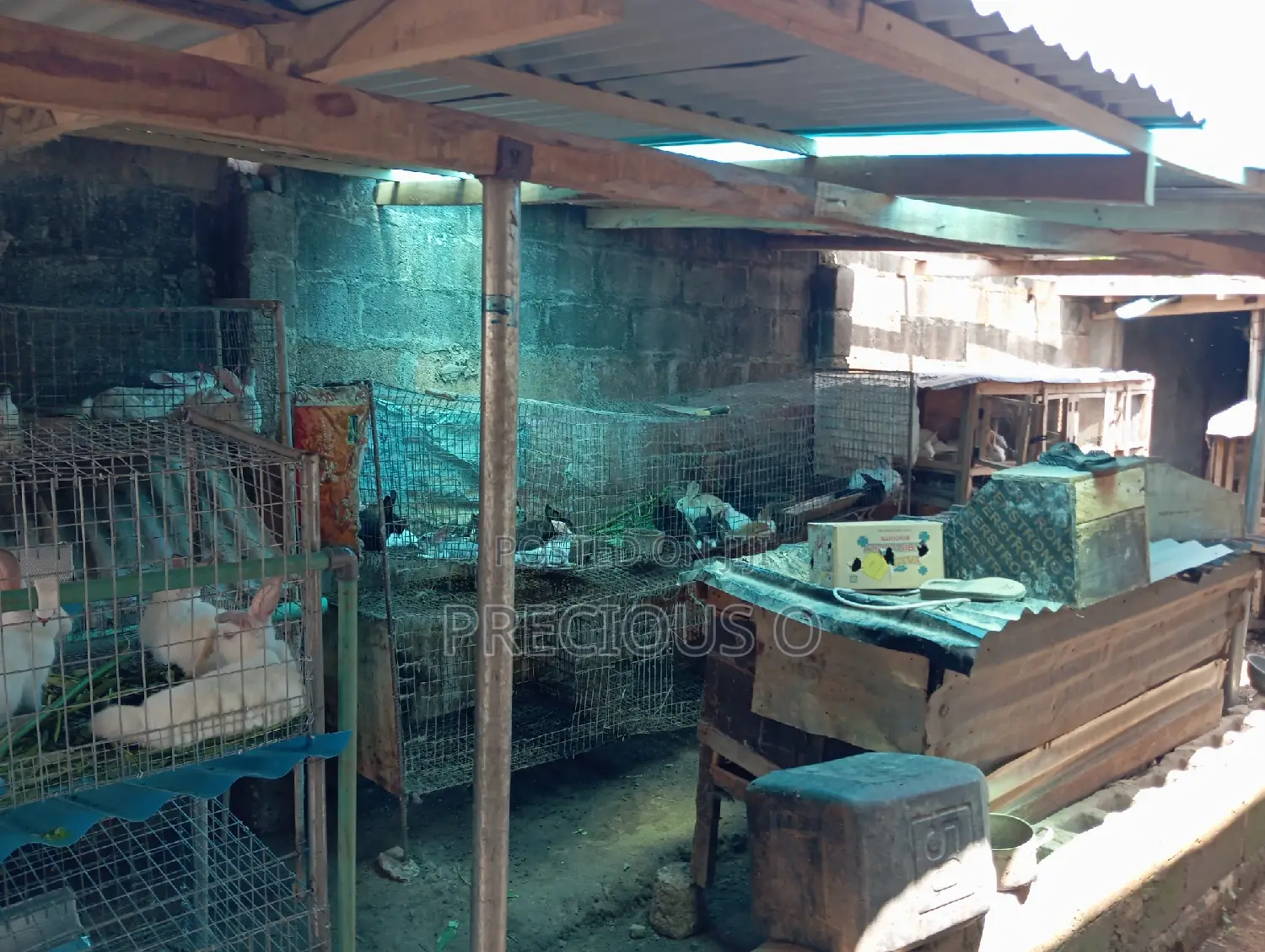 Rabbits Weaners