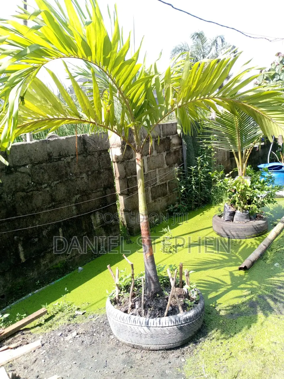 Kings Palm For Sell