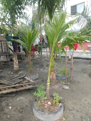 Kings Palm For Sell