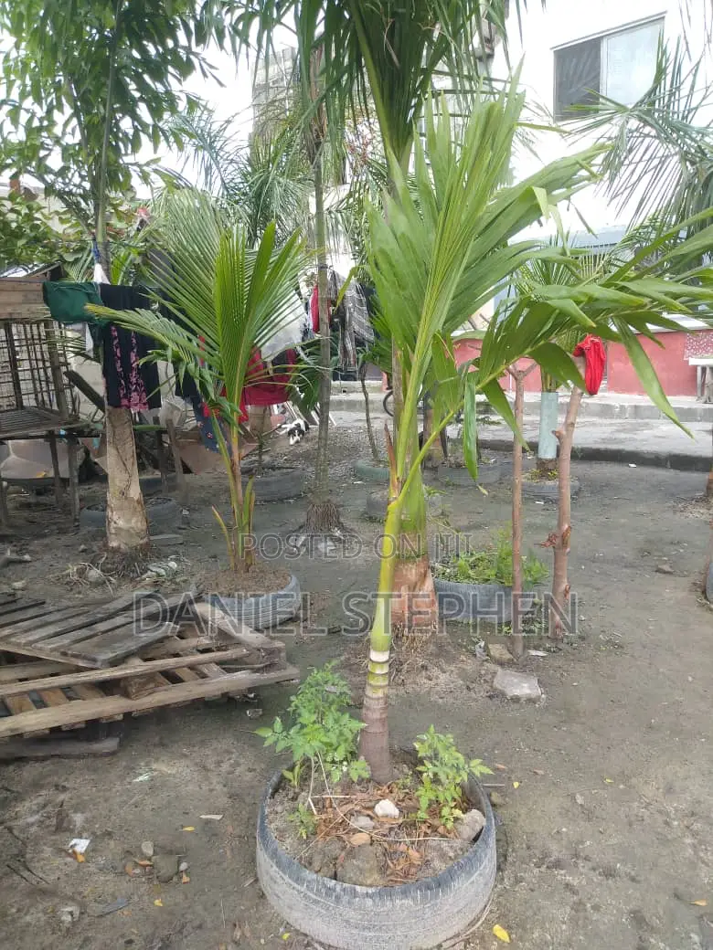Kings Palm For Sell