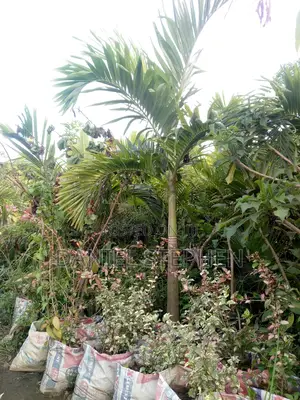 Kings Palm For Sell