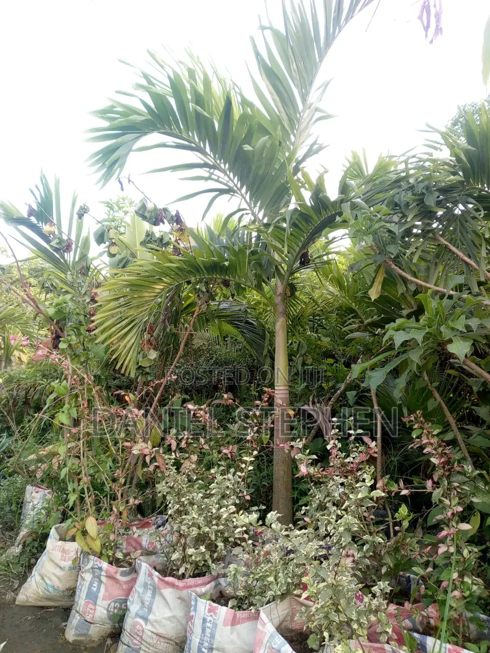 Kings Palm For Sell