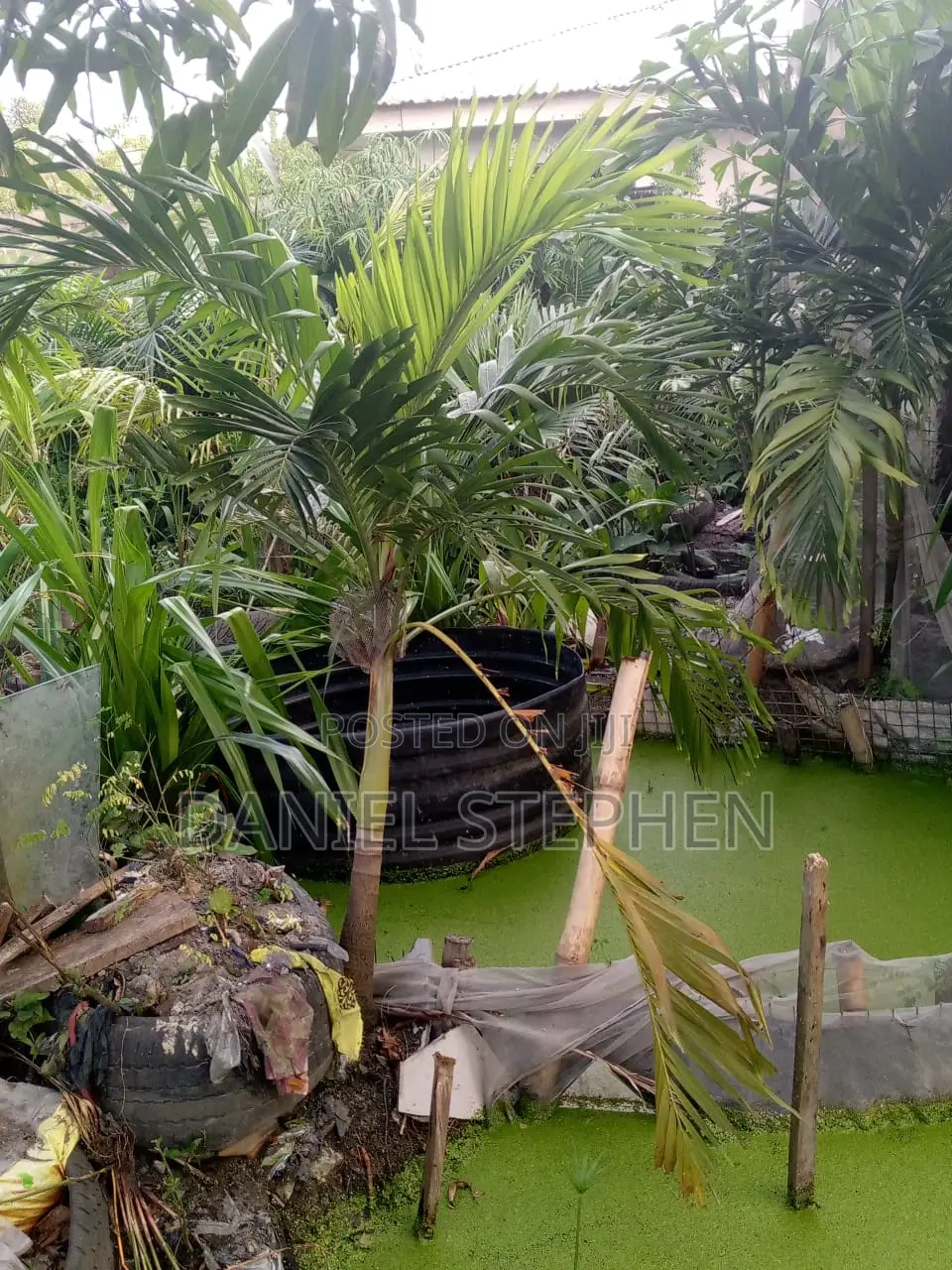 Kings Palm For Sell
