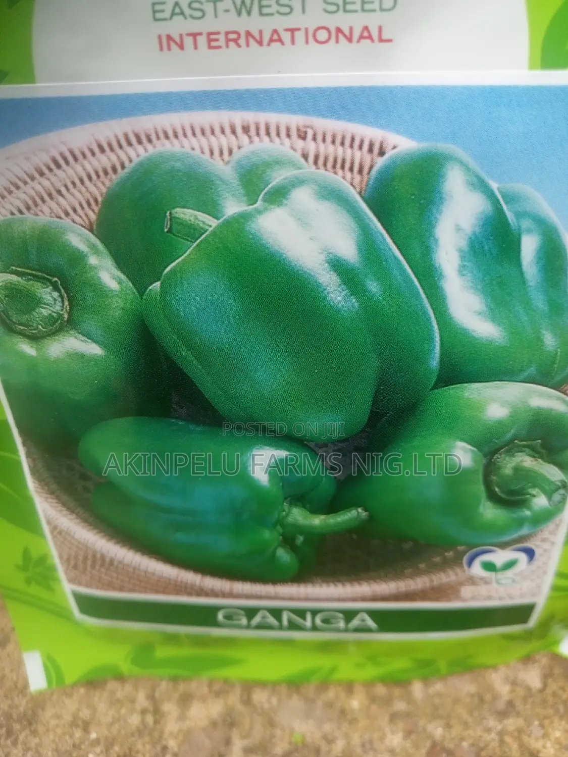 Green Pepper Seed-High Quality