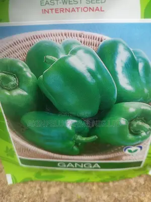 Green Pepper Seed-High Quality
