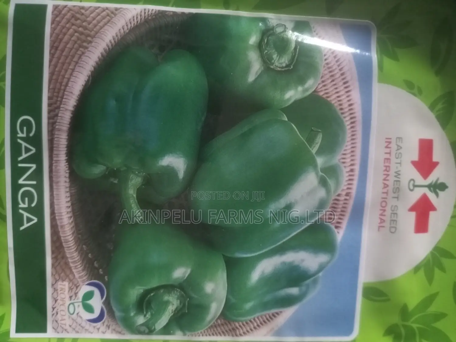 Green Pepper Seed-High Quality