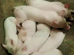 Tn 70 Weaners