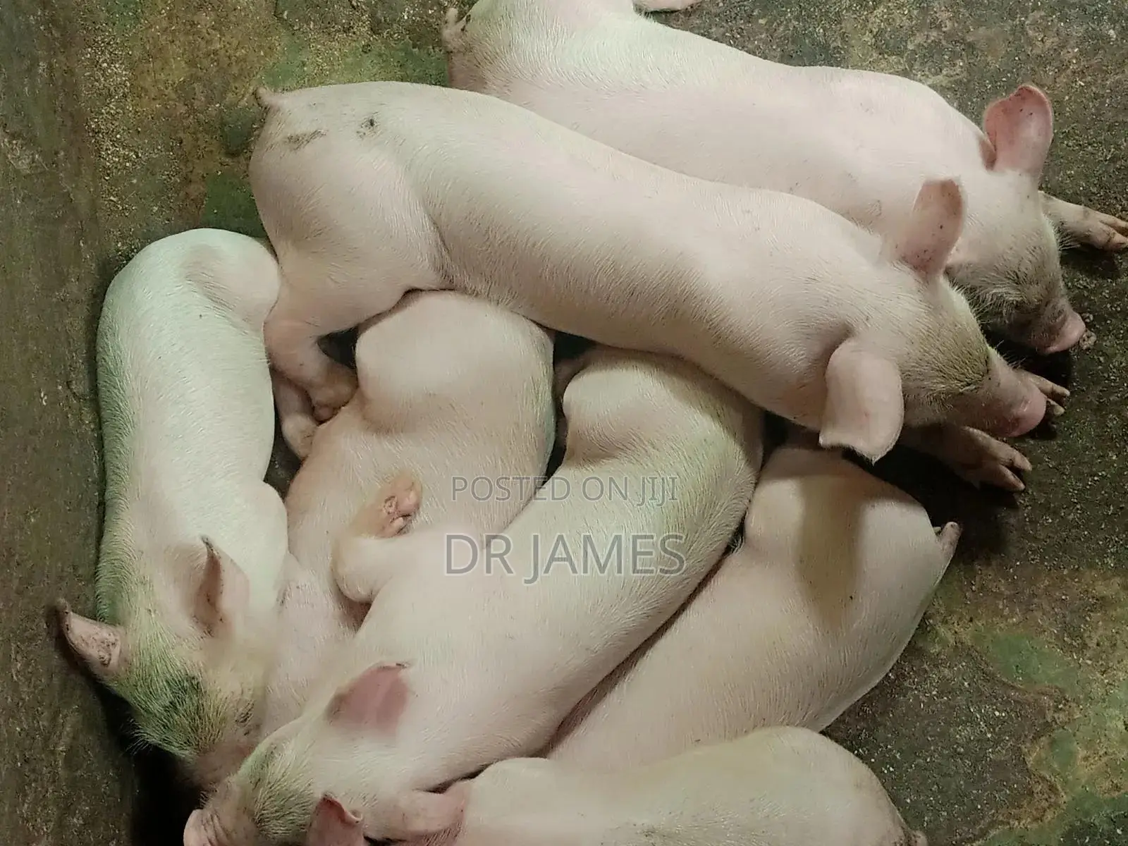 Tn 70 Weaners