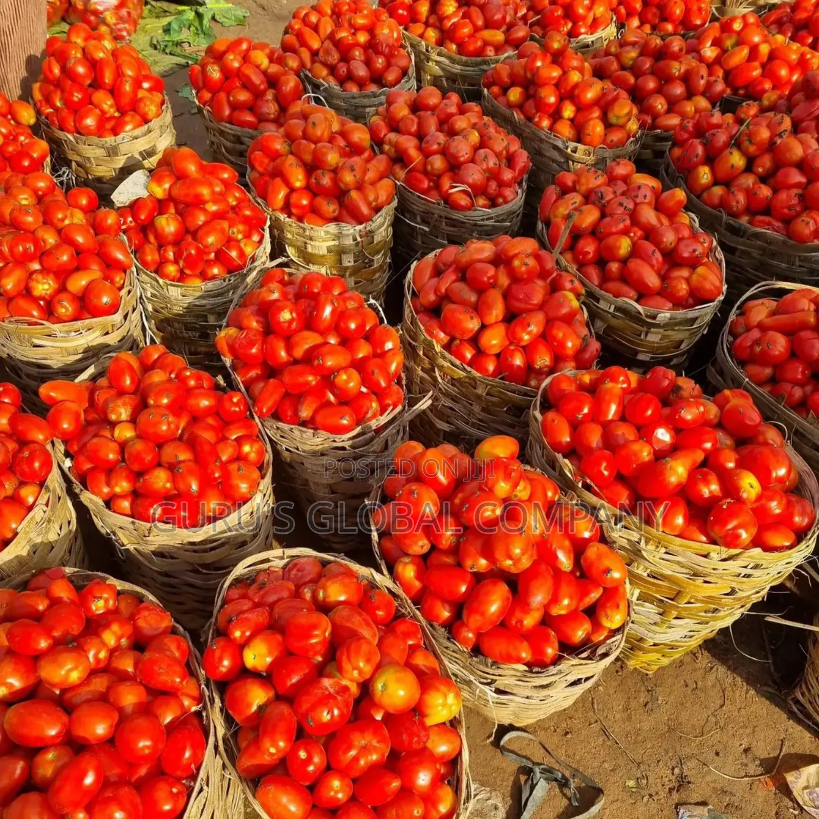 Fresh Derica Tomatoes