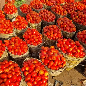 Fresh Derica Tomatoes