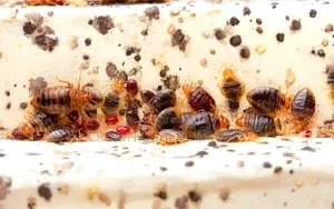 Effective Fumigation Services _ Against All Pest