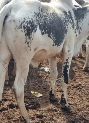 Photo - Cow for Sale