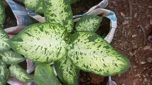 House Plants