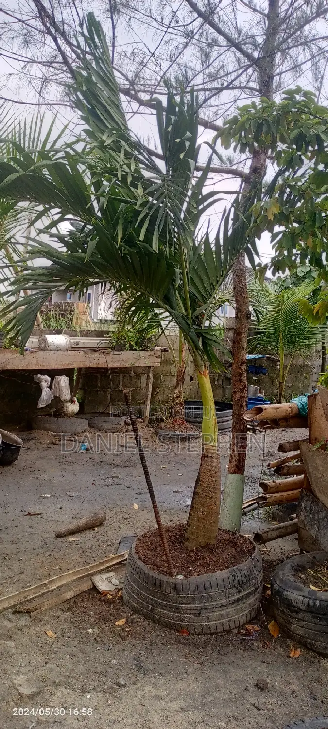 Queens Palm for Sell
