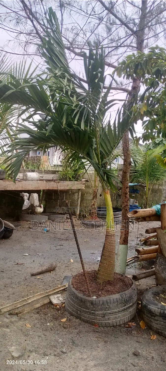 Queens Palm for Sell