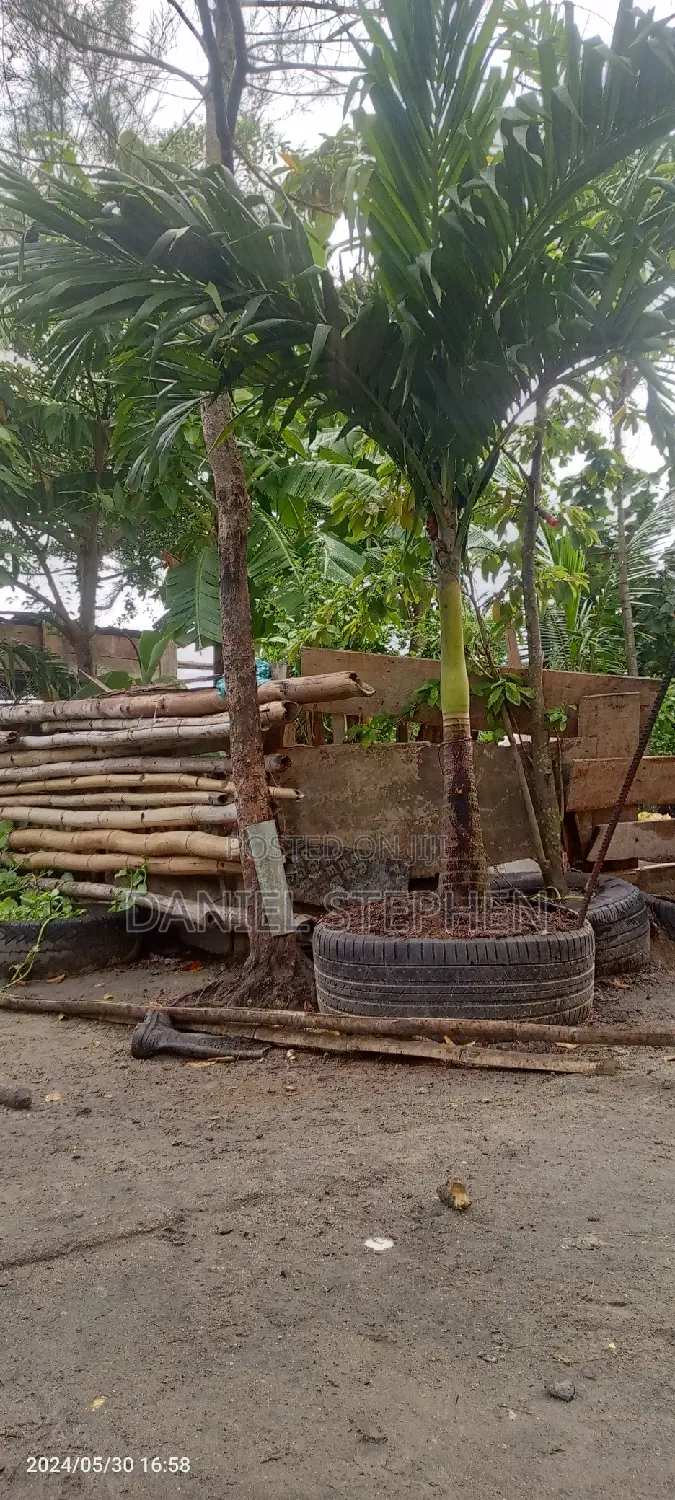Queens Palm for Sell